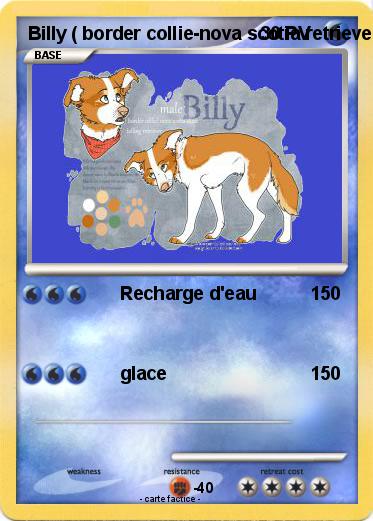 Pokemon Billy ( border collie-nova scotia retriever mix )