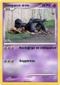 chimpanzé drôle