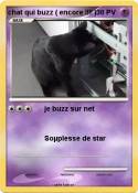 chat qui buzz