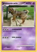 greyhound-carli