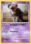 chat qui baille