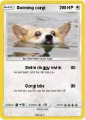 Swiming corgi