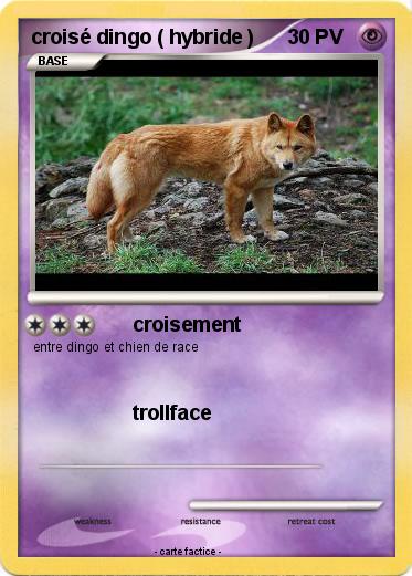 Pokemon croisé dingo ( hybride )