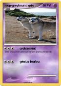 loup-greyhound