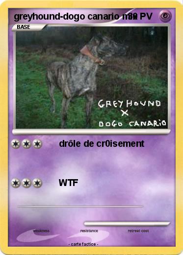 Pokemon greyhound-dogo canario mix